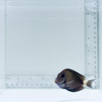 Atlantic Doctor Tang Fish