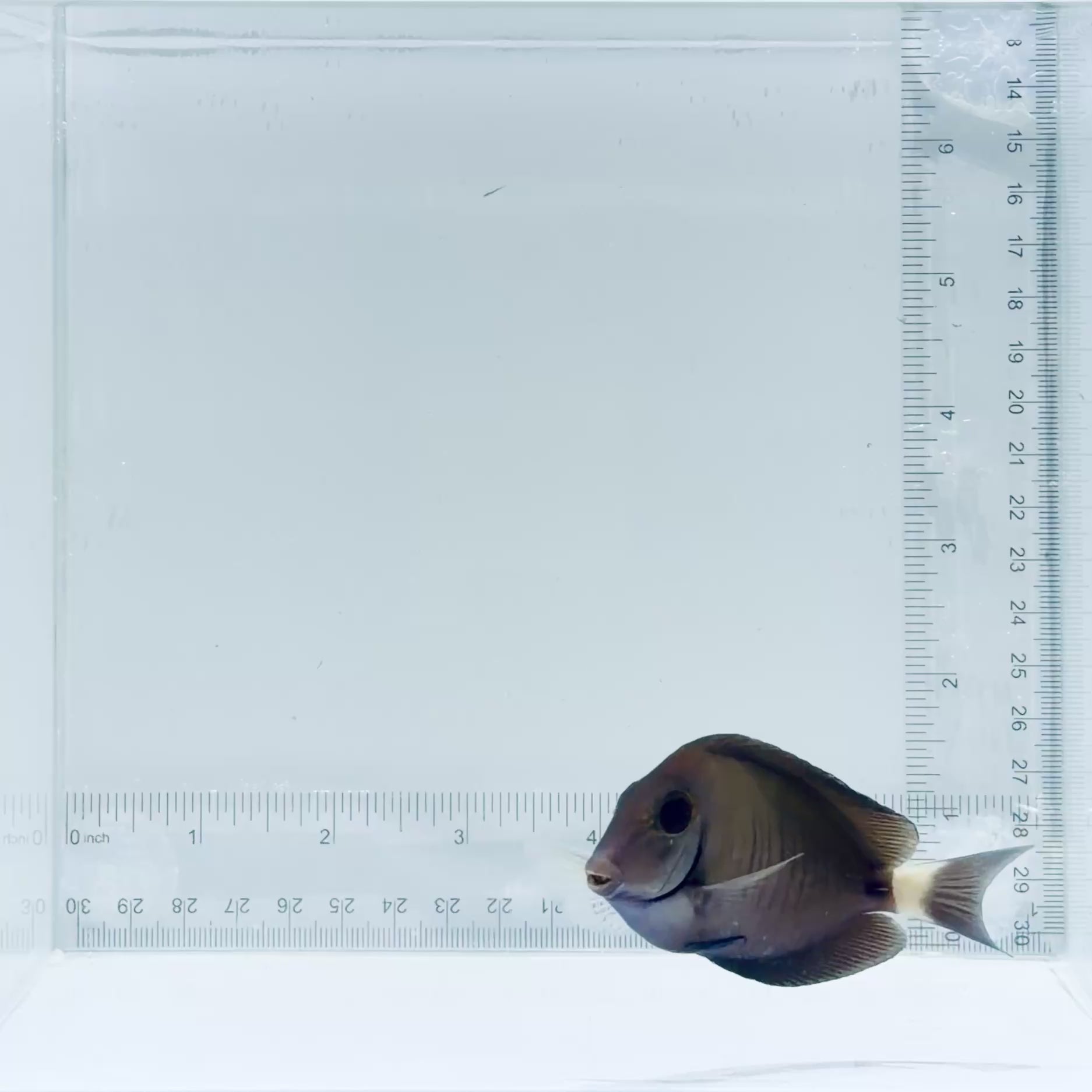 Atlantic Doctor Tang Fish