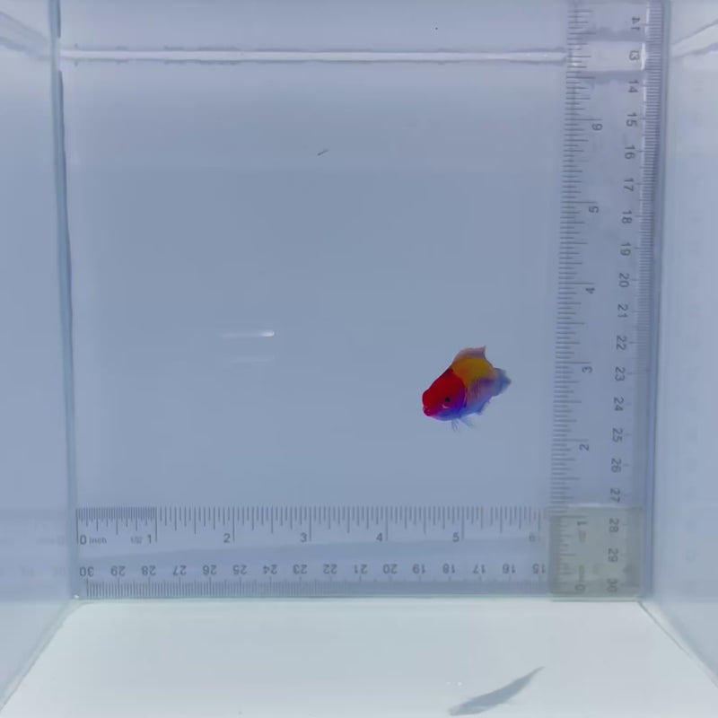 Orangeback Fairy Wrasse Fish