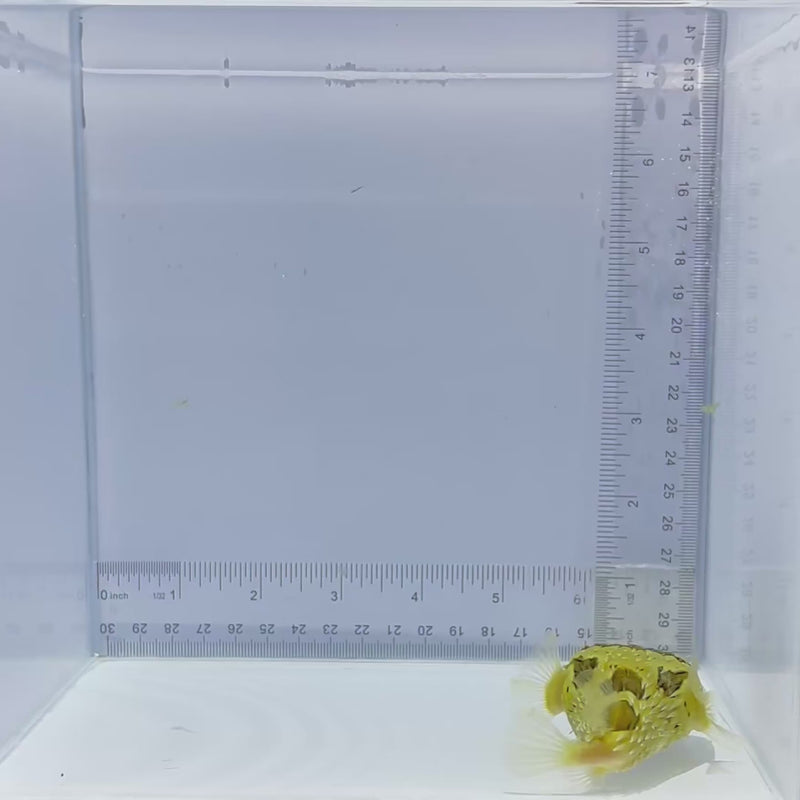 Porcupine Puffer Fish