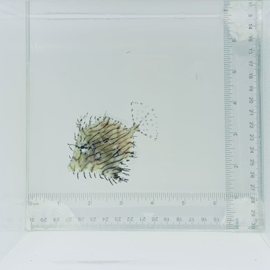 Tassled Filefish