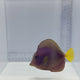Purple Tang — Zebrasoma xanthurum