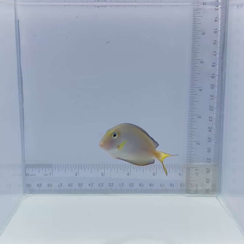 Sohal Tang Fish