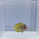 Gold Rim Tang Fish