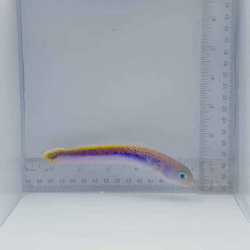 Oreni Tile Fish