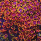 TSA Fun Dip Goniopora Coral