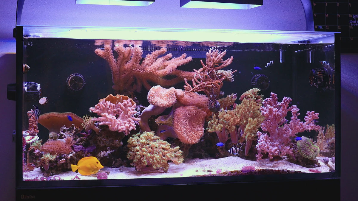 Healthy fish and soft corals under reef lighting in a maintained aquarium