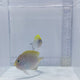Swallowtail Pair Angelfish (Genicanthus melanospilos)