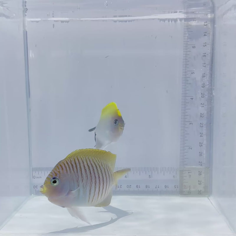 Swallowtail Pair Angelfish (Genicanthus melanospilos)