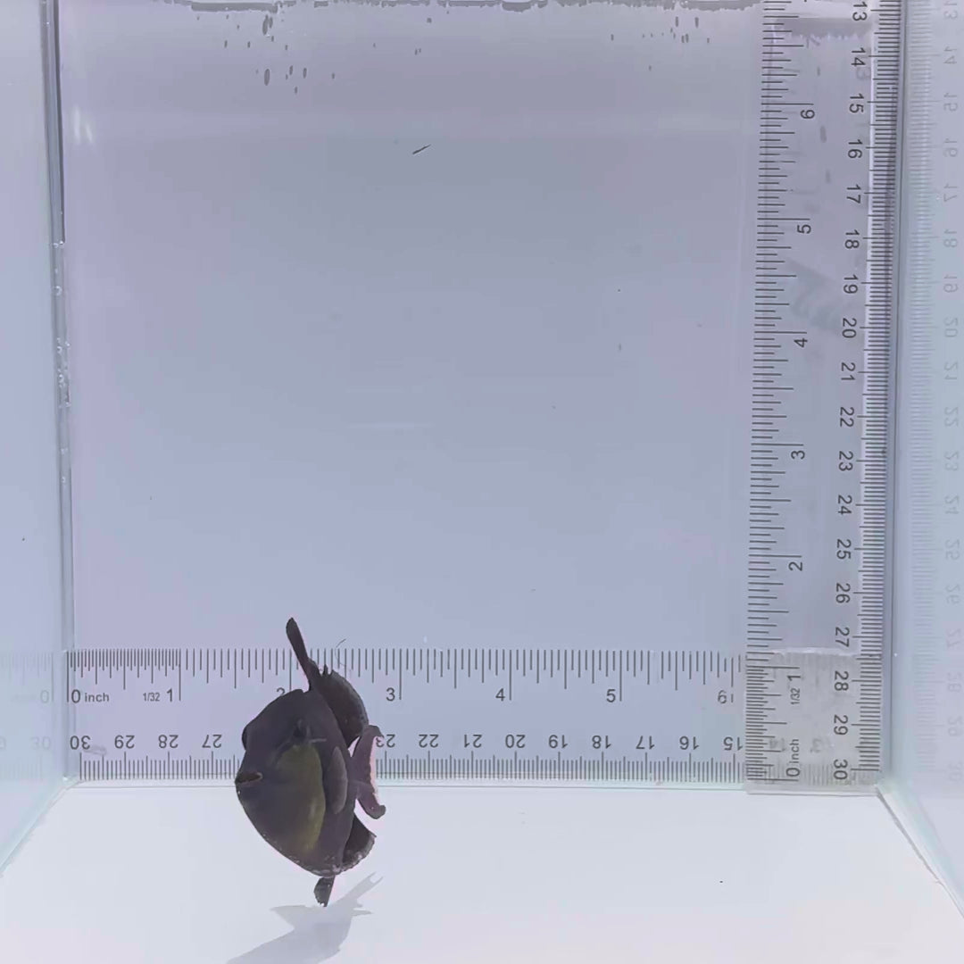 Niger Triggerfish - Odonus niger