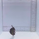 Niger Trigger Fish