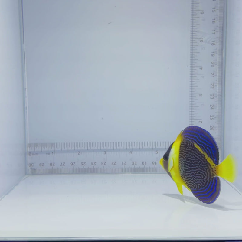 Scribbled Angelfish