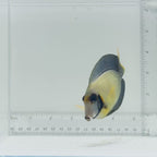 Mimic Lemonpeel Tang