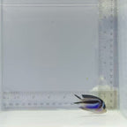 (Female) Bellus Angelfish