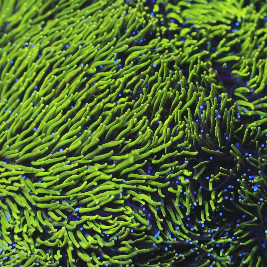 TSA Seaside Galaxea Coral