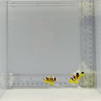 Premium Spotcinctus Clownfish Pair