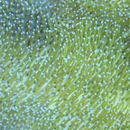 TSA Glowworm Toadstool Leather Coral