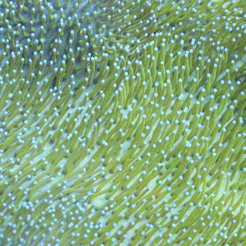 TSA Glowworm Toadstool Leather Coral