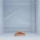 Whipfin Fairy Wrasse Fish