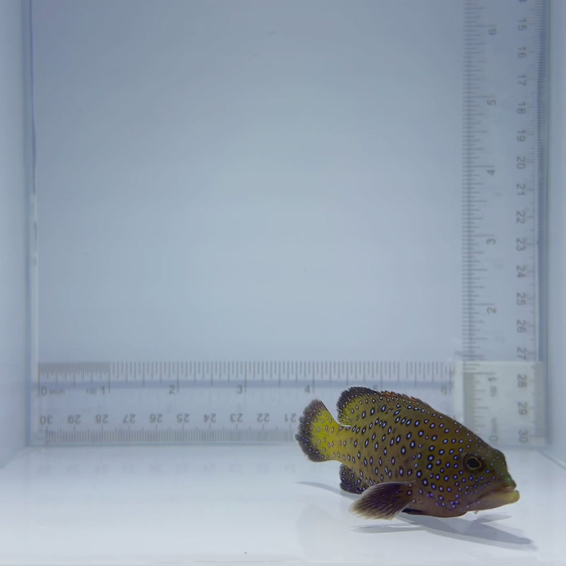 Blue Spotted Grouper Fish