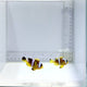 Spotcinctus Clownfish Pair – Amphiprion bicinctus