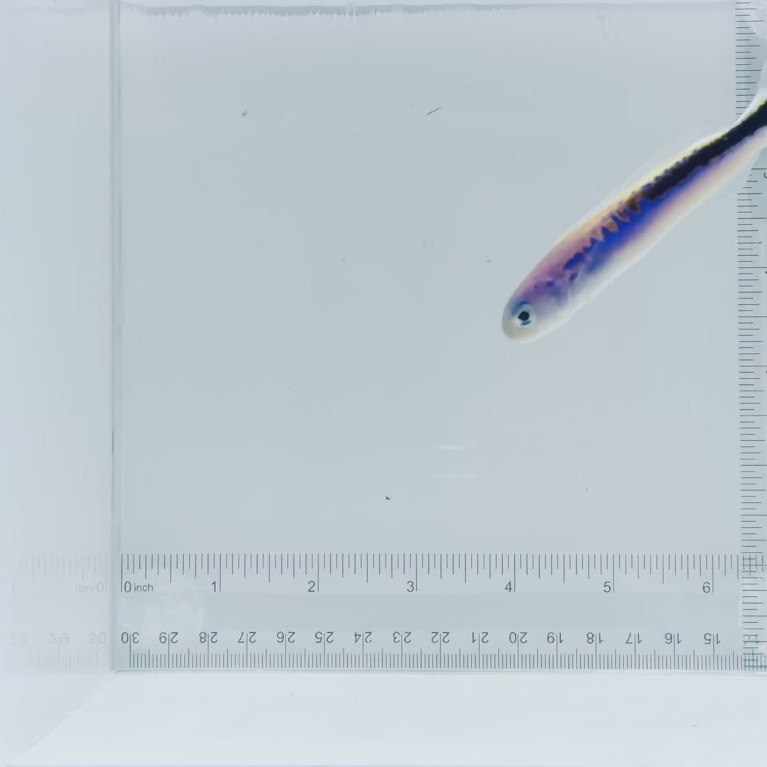 Oreni Tilefish
