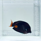 Achilles Tang
