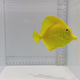 Hawaiian Yellow Tang – Zebrasoma flavescens
