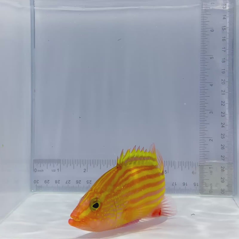 Spanish Flag Grouper Fish