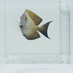 Orange Stripe Bristletooth Tang