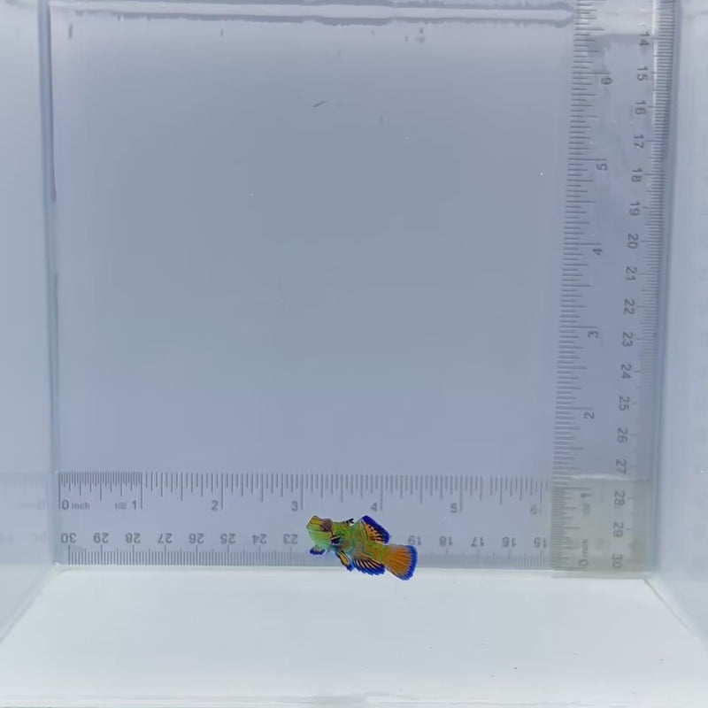 Captive Bred Green Mandarin Goby