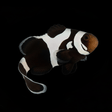 Black Gladiator Clownfish