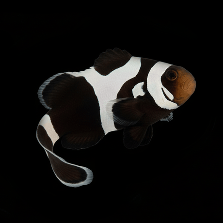 Black Gladiator Clownfish