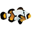 Black Ice Snowflake Clownfish
