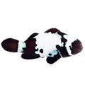 Black Snowflake Clownfish