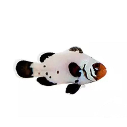 Frostbite Clownfish