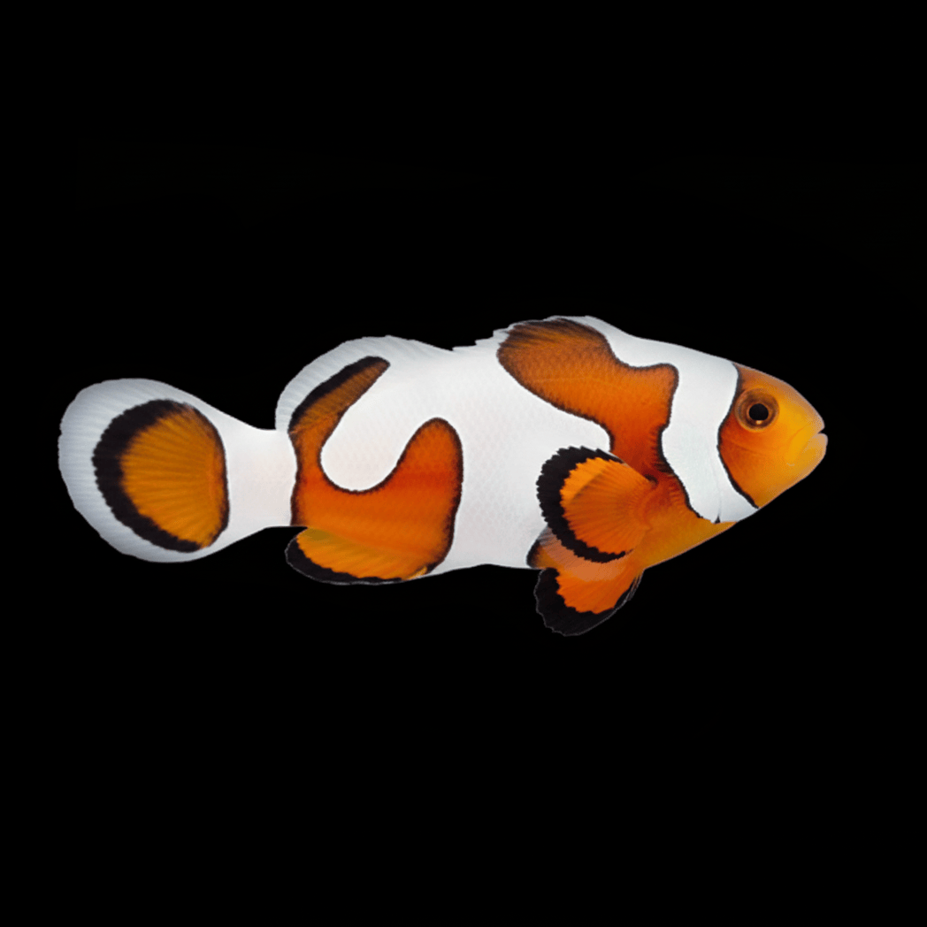 Gladiator Clownfish