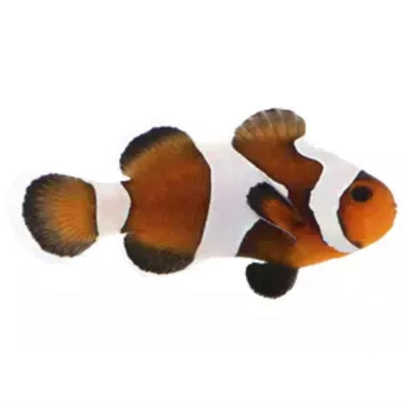 Mocha Gladiator Clownfish