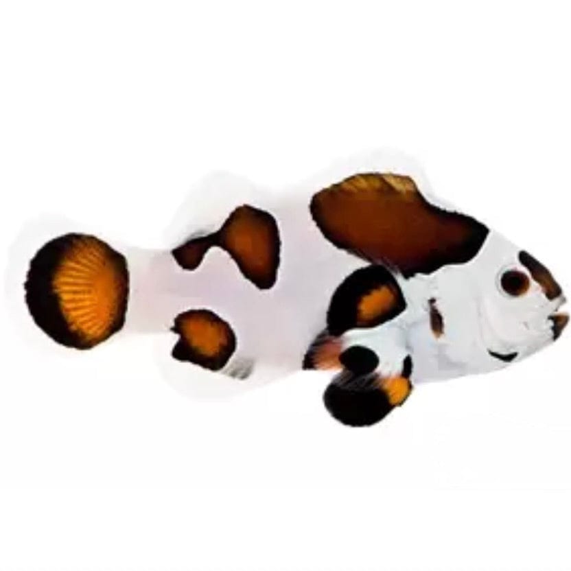 Mocha Storm Clownfish