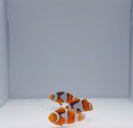 Onyx Picasso Clownfish