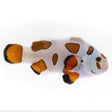 Orange Storm Clownfish