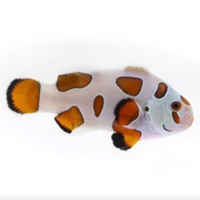 Orange Storm Clownfish