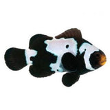 Premium Black Ice Snowflake Clownfish