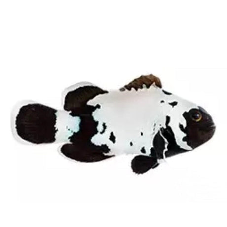 Premium Black Snowflake Clownfish