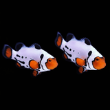 Premium Frostbite Clownfish