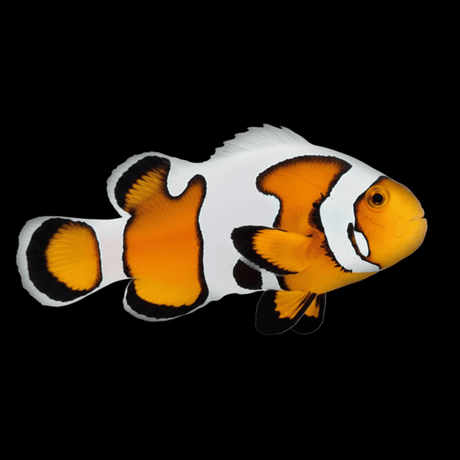 Premium Gladiator Clownfish