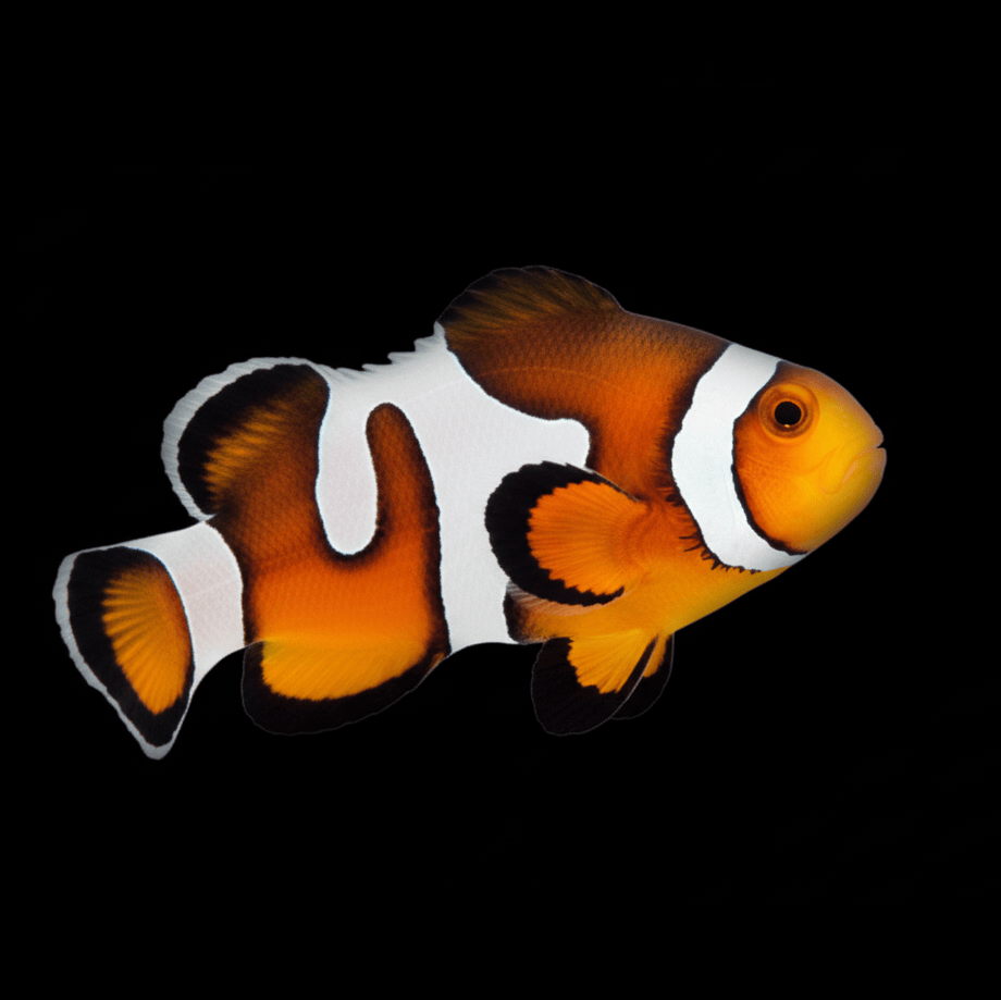 Premium Mocha Gladiator Clownfish