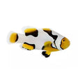 Premium Onyx Picasso Clownfish