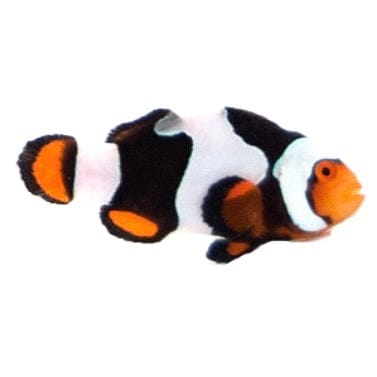 Sapphire Onyx Picasso Clownfish
