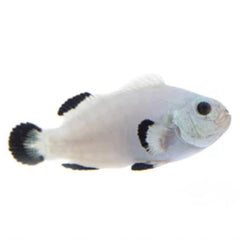 Snow Storm Clownfish